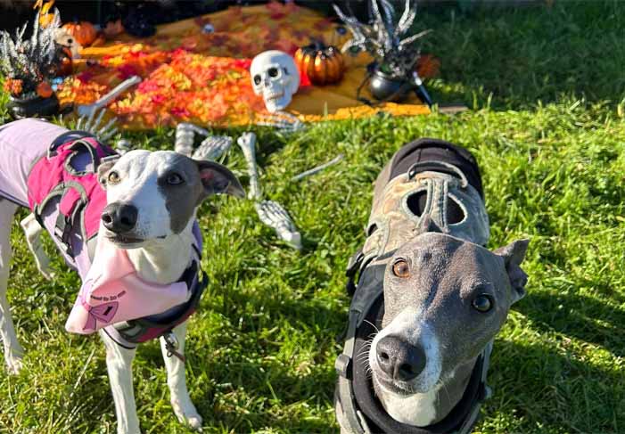 Dog Friendly Kent Weekend Guide 26 October 2025 27 October 2025